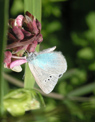 Glaucopsyche lycormas