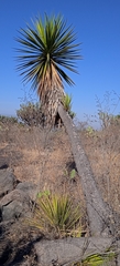 Yucca periculosa