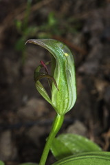 Pterostylis areolata