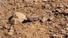Phrynosoma blainvillii