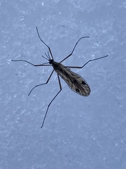 Cramptonomyia spenceri