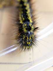 Lophocampa argentata