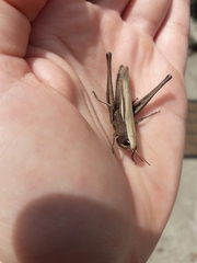 Amblytropidia australis