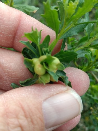 iNaturalist observation photo of Coyote Brush Bud Gall Midge
