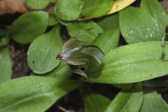 Pterostylis areolata