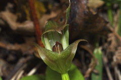 Pterostylis areolata