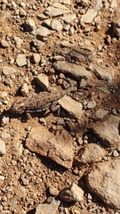 Phrynosoma blainvillii