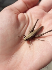 Amblytropidia australis