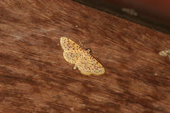 Polygrammodes eleuata