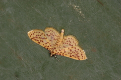 Polygrammodes eleuata