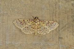 Polygrammodes eleuata