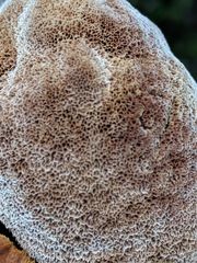 Mensularia radiata image