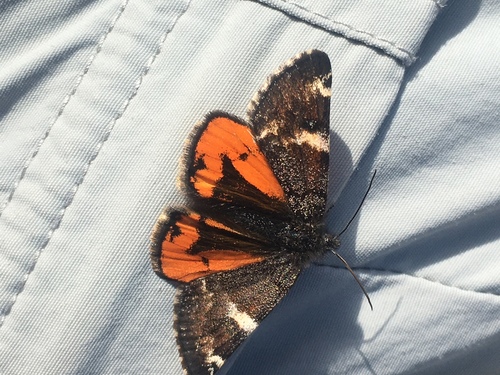 Infant Moth photo 2
