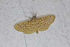 Polygrammodes eleuata