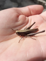 Amblytropidia australis