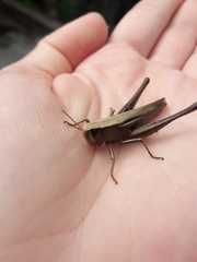 Amblytropidia australis