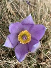 Pulsatilla slavica
