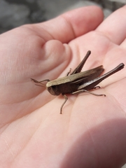 Amblytropidia australis