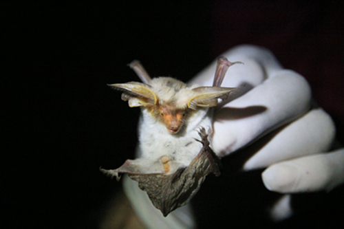 Histiotus montanus