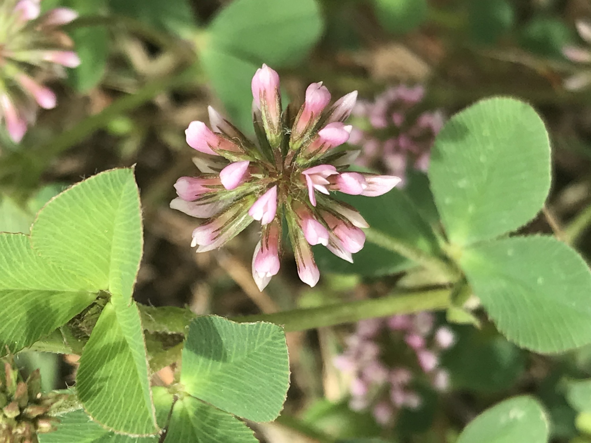 Trifolium amabile