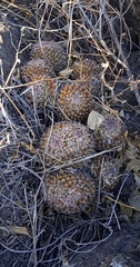 Mammillaria karwinskiana karwinskiana