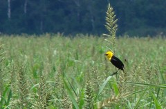 Chrysomus icterocephalus