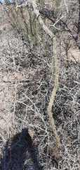 Koeberlinia spinosa