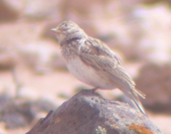 Alaudala rufescens