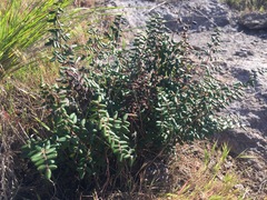 Pellaea andromedifolia pubescens