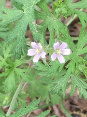 Geranium