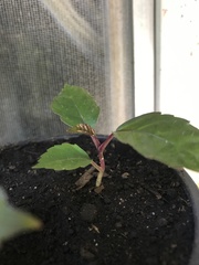 Hemigraphis alternata