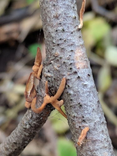 Macrotyphula fistulosa var. contorta image