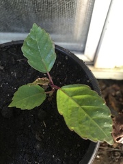 Hemigraphis alternata