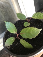 Hemigraphis alternata