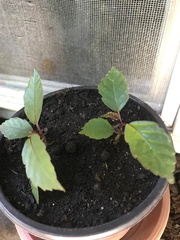 Hemigraphis alternata