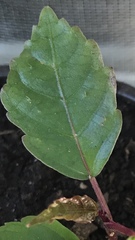 Hemigraphis alternata