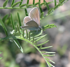 Glaucopsyche lycormas