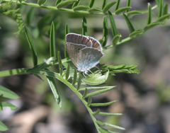 Glaucopsyche lycormas