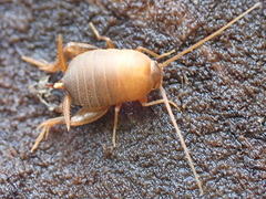 Myrmecophilus manni