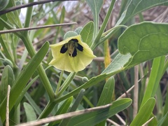 Physalis cinerascens spathulifolia