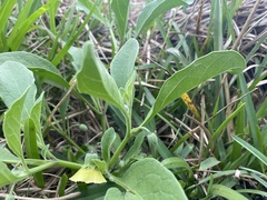 Physalis cinerascens spathulifolia