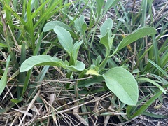 Physalis cinerascens spathulifolia