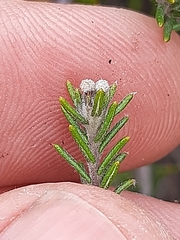 Phylica karroica