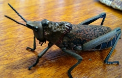 Dictyophorus griseus