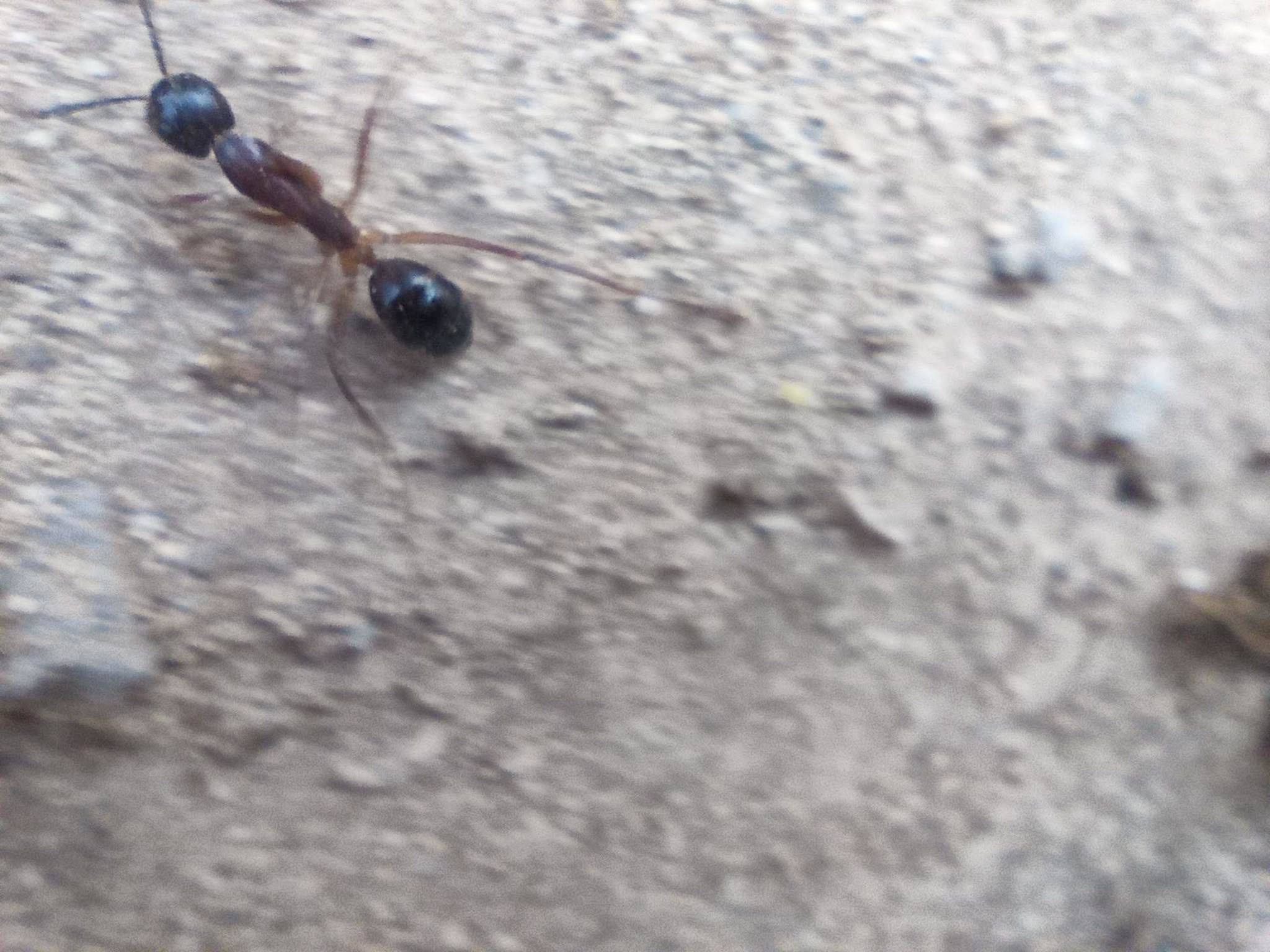 Camponotus brullei