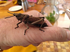 Dictyophorus griseus