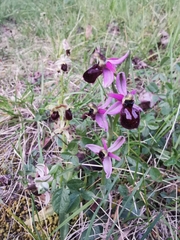 Ophrys exaltata arachnitiformis
