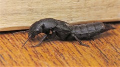 Platydracus scabrosus