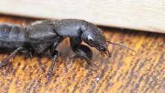 Platydracus scabrosus