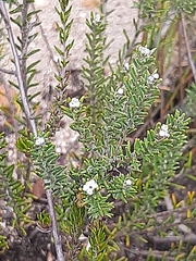 Phylica karroica